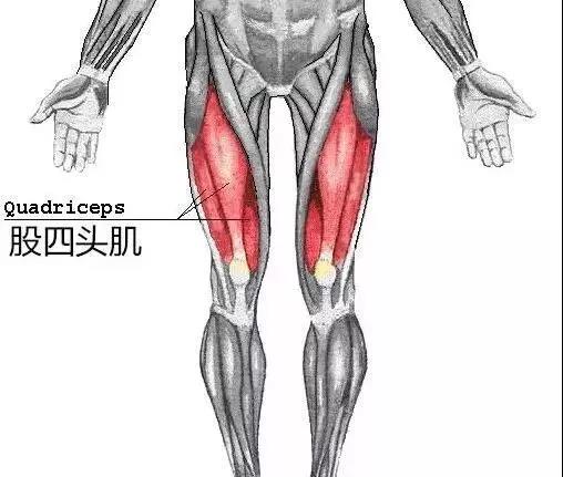 股四头肌